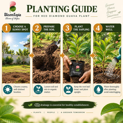Step-by-step planting illustration for Red Diamond Guava.