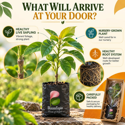 Illustrated plant, root close-ups and pack-presentation panel for Avocado Grafted.