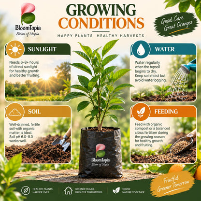 Sunlight, water, soil and feeding guide for Nagpur Mandarin Orange.