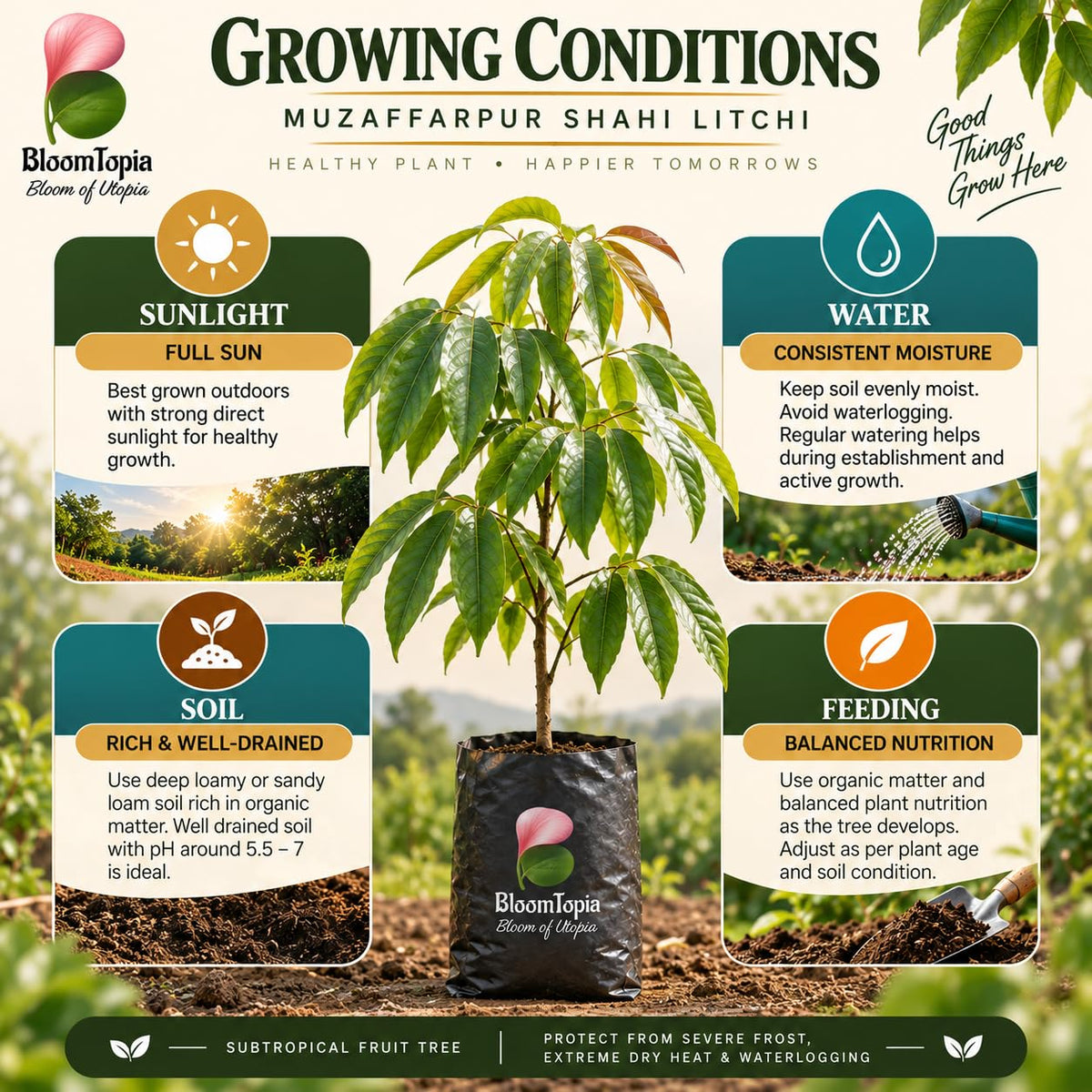 Sunlight, water, soil and feeding guide for Muzaffarpur Shahi Litchi.
