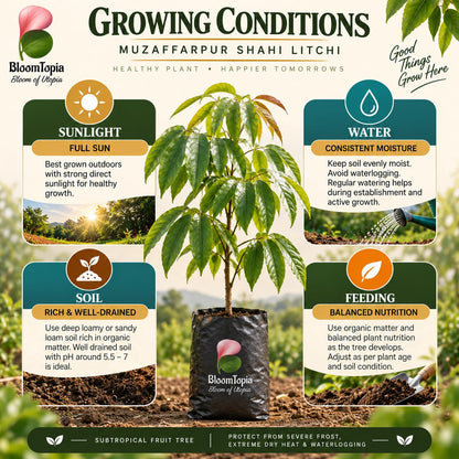 Sunlight, water, soil and feeding guide for Muzaffarpur Shahi Litchi.