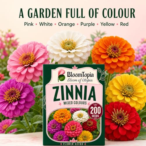 Zinnia flowers in different colours.