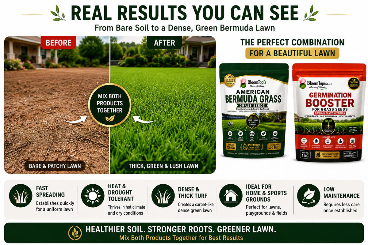 Illustrated lawn before and after seeding.
