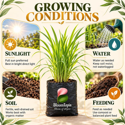 Sunlight, water, soil and feeding guide for Lemongrass.