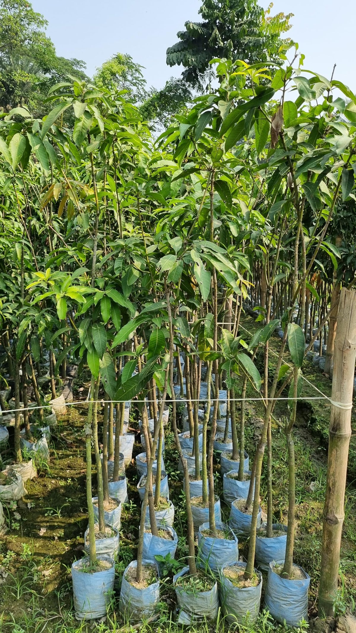 Young mango plants in a nursery.