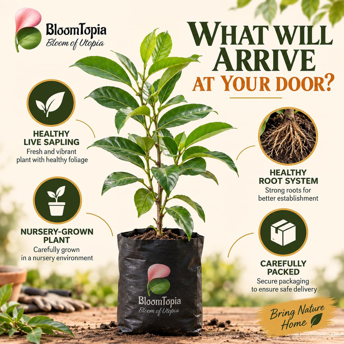 Illustrated plant, root close-ups and pack-presentation panel for Thai KG 10 Black Jamun.