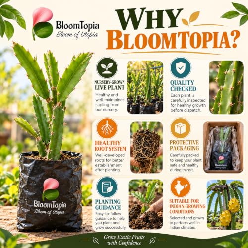 BloomTopia plant-handling and brand-information panel featuring Yellow Dragon Fruit.