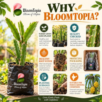 BloomTopia plant-handling and brand-information panel featuring Yellow Dragon Fruit.