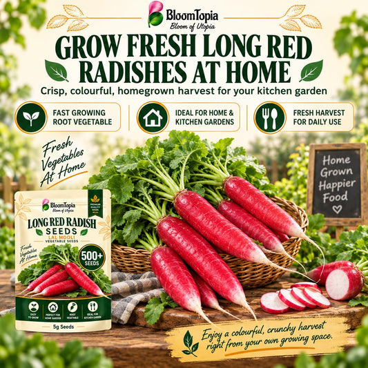 Illustration of long red radishes growing in a garden.