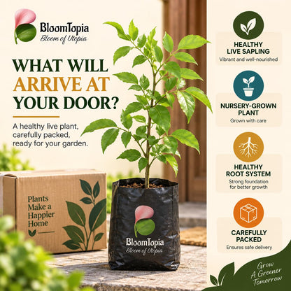 Illustrated plant, root close-ups and pack-presentation panel for Bel Patra Bael Bilva.