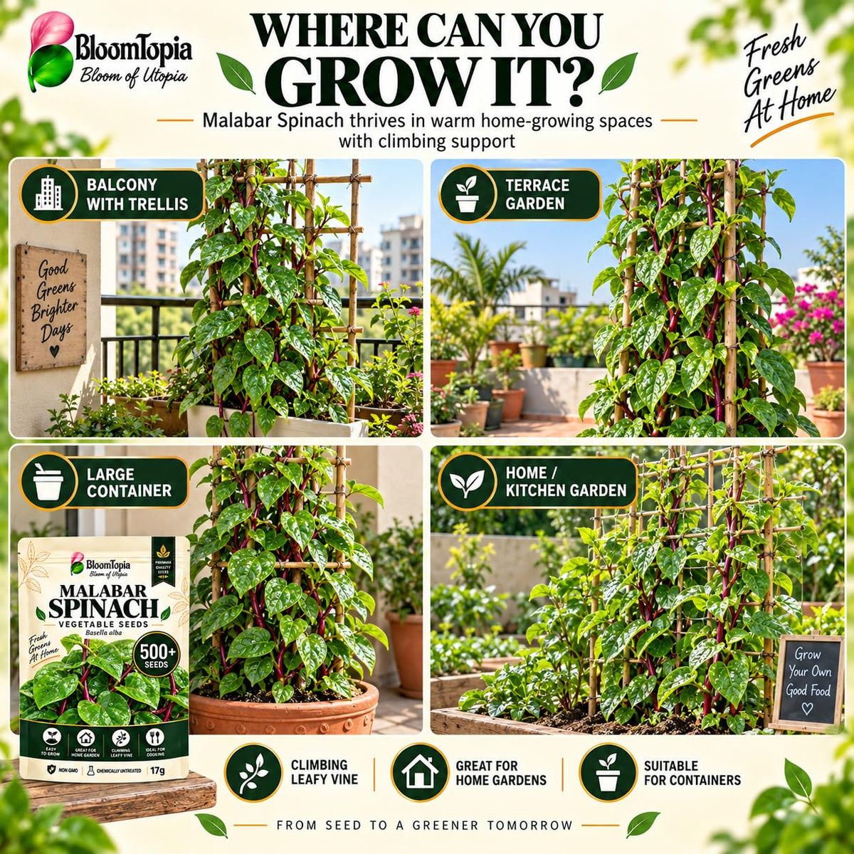 Illustrated spaces for growing climbing spinach.