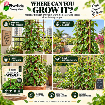 Illustrated spaces for growing climbing spinach.