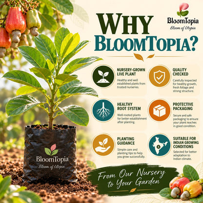 BloomTopia plant-handling and brand-information panel featuring Kaju Badam Cashew Nut.