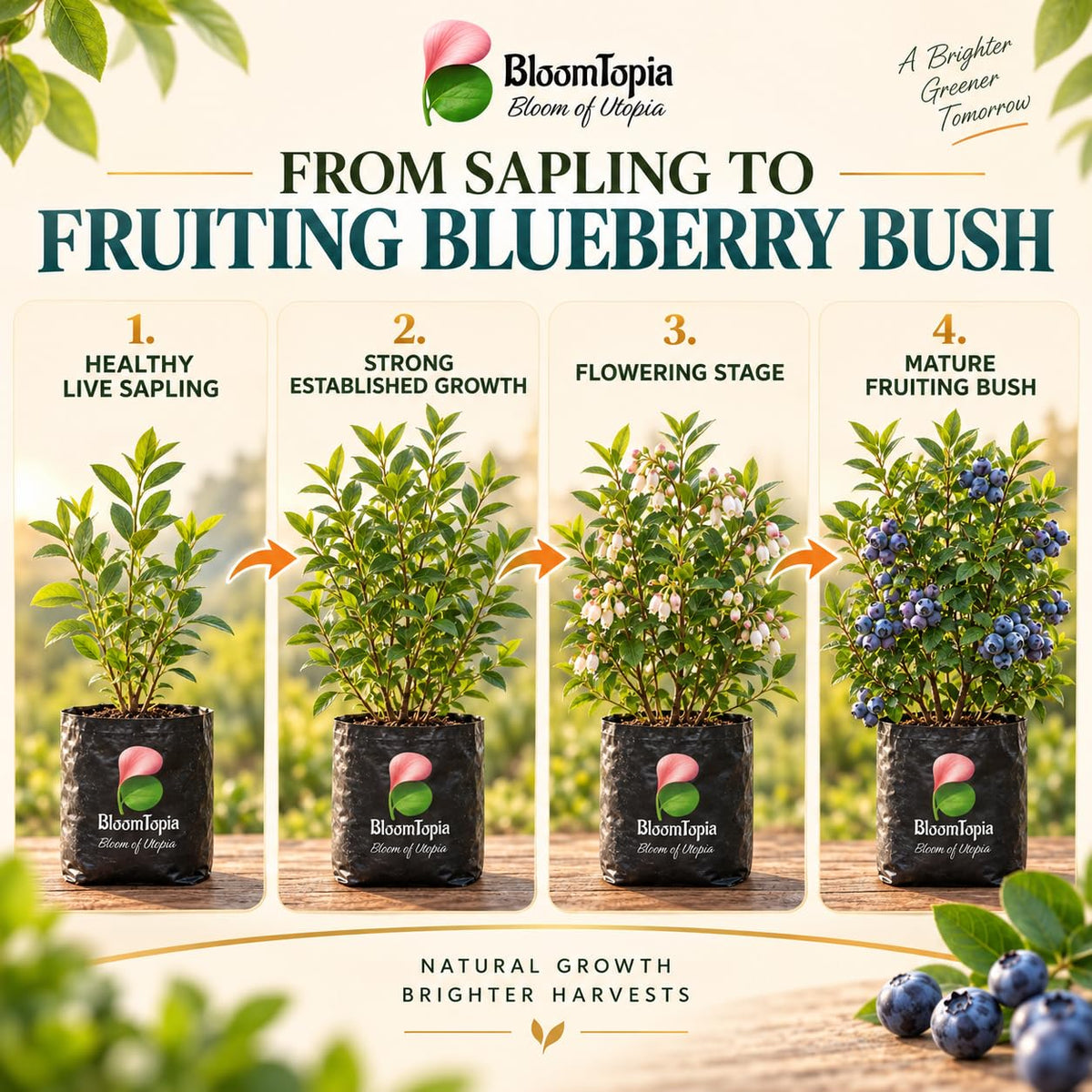 Illustrated growth stages for Blueberry, from young plant to mature growth.