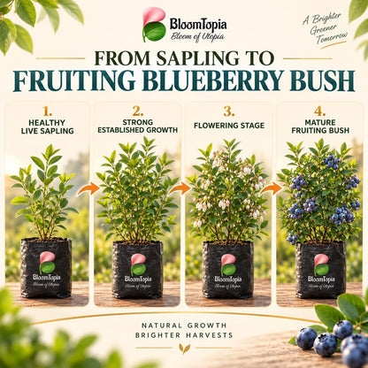 Illustrated growth stages for Blueberry, from young plant to mature growth.