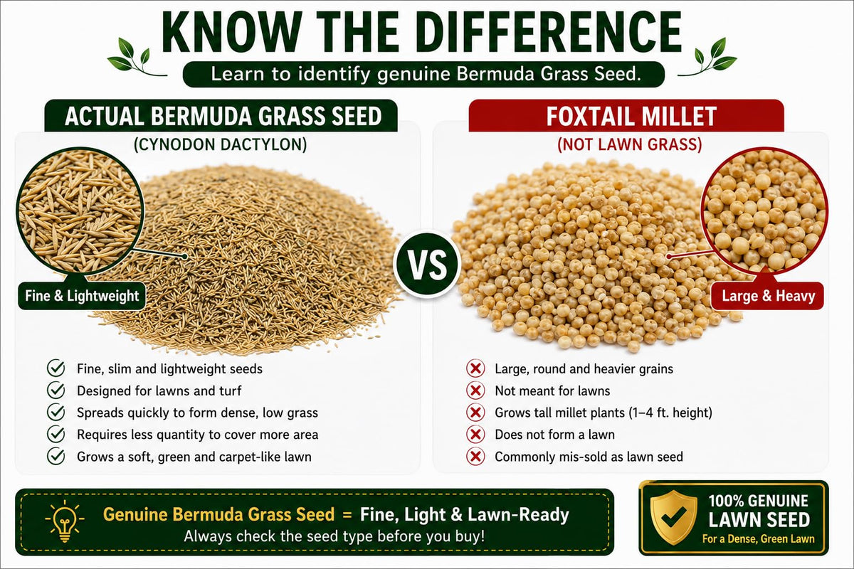 Illustrated grass seed and other grain comparison.