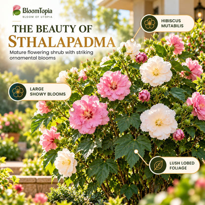 Illustration of mature Sthalapadma features with variety callouts.