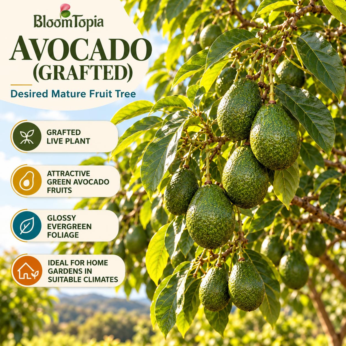 Illustration of mature Avocado Grafted features with variety callouts.
