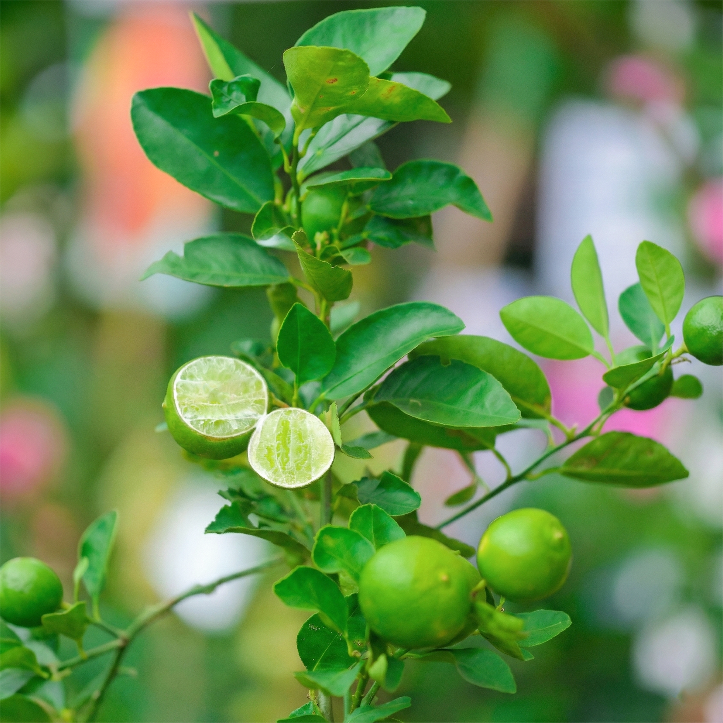 BloomTopia Hybrid All-Season Seedless Lemon (Nimbu) Live Fruit Plant | Air-Layered, Original Grafted Variety | Fast Growing, High Yield Citrus Plant for Garden, Pot, Terrace & Outdoor | Height 1–2 Ft