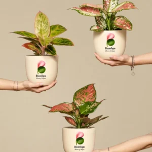 bloomtopia-aglaonema-plant Aglaonema Lipstick Live Indoor Plant with 7.5 cm Pot