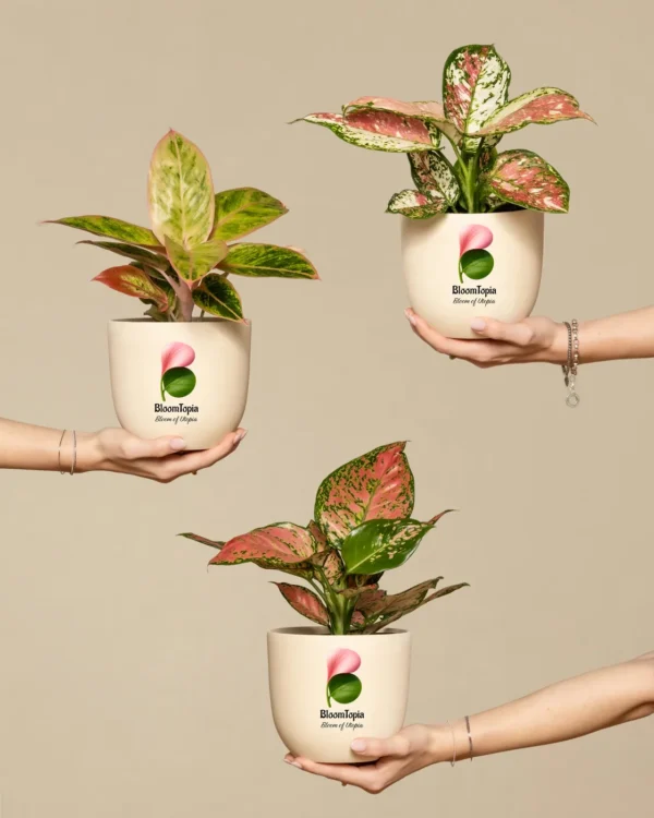 Aglaonema Lipstick Live Indoor Plant with 7.5 cm Pot