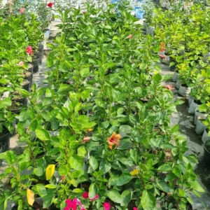 bloomtopia-hibiscus-plant Pink Hibiscus Live Flowering Plant