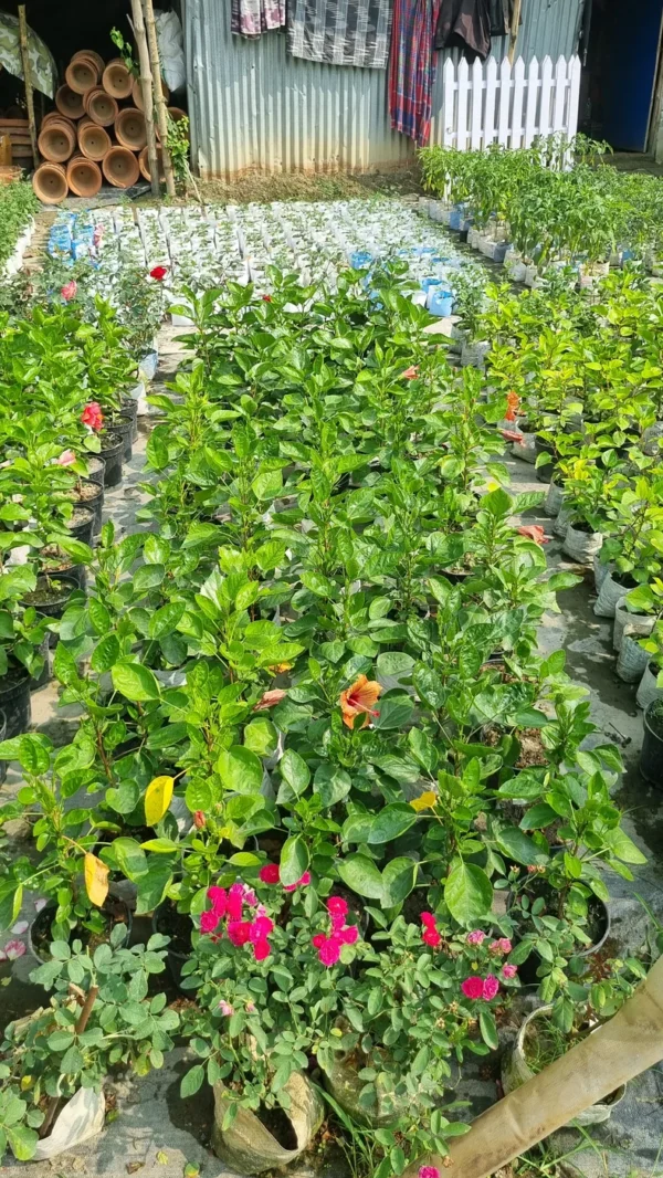 bloomtopia-hibiscus-plant Pink Hibiscus Live Flowering Plant