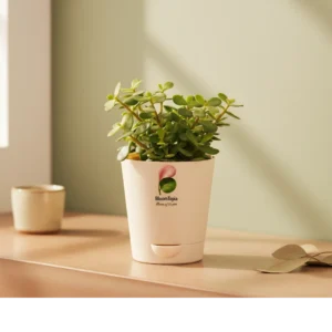 bloomtopia-jade-plant Jade Live Plant