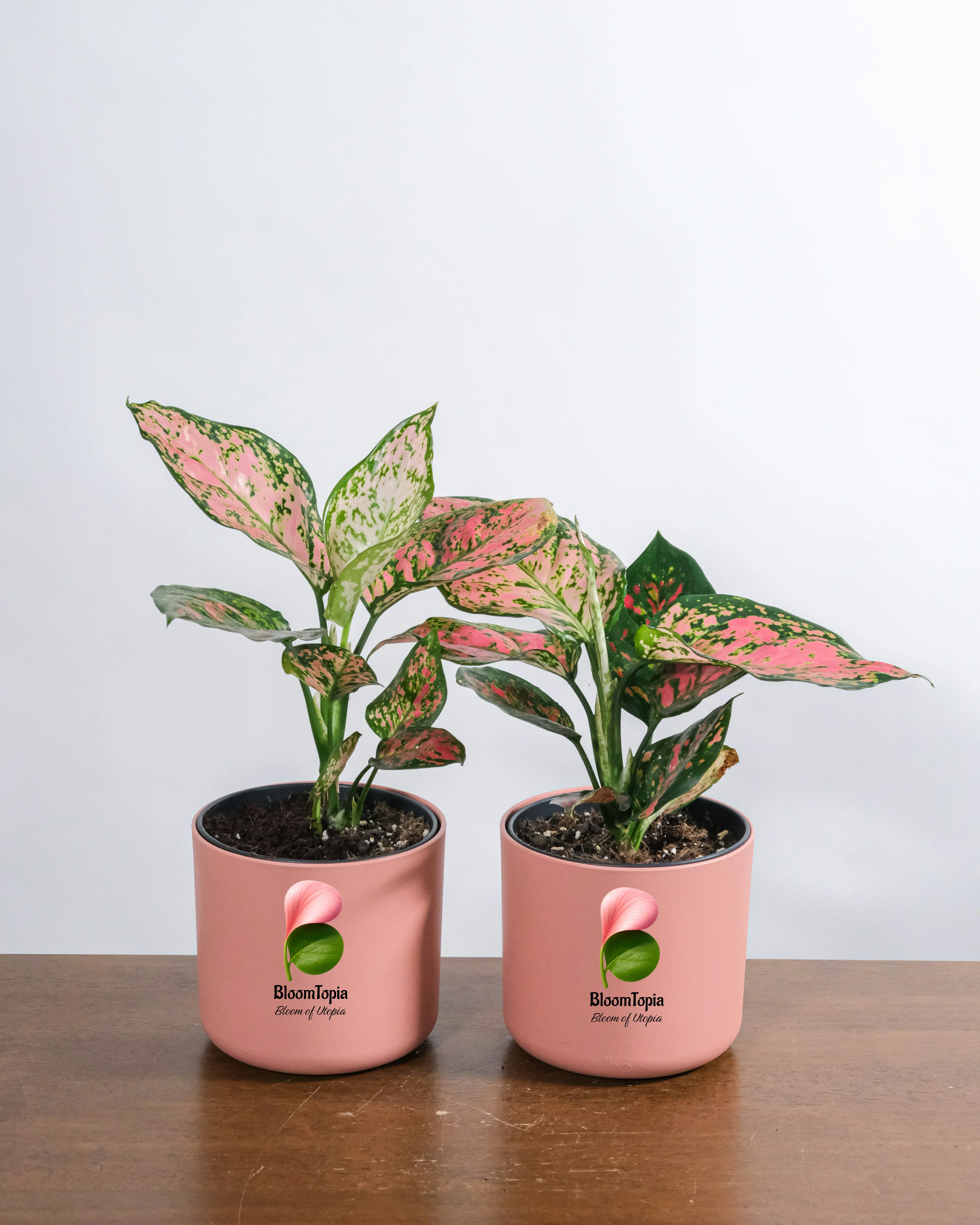 BloomTopia Aglaonema Lipstick live plant with striking crimson pink borders and deep green glossy foliage in a white planter